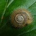 Furry Hair Snail - Photo (c) Til Mann, some rights reserved (CC BY-NC), uploaded by Til Mann