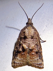 Platynota idaeusalis