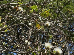 Pseudobombax septenatum