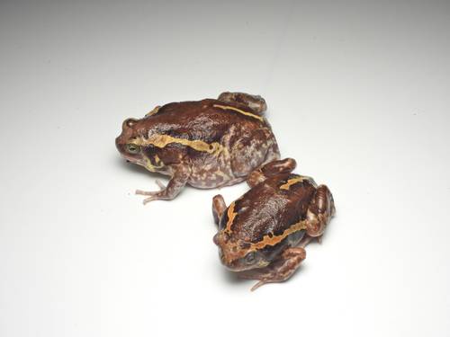 Median-striped Bullfrog