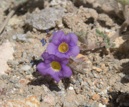Nakedstem phacelia (Phacelia gymnoclada)