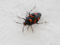 Deraeocoris schach