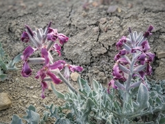 Matthiola odoratissima