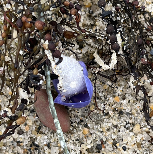 Janthina umbilicata