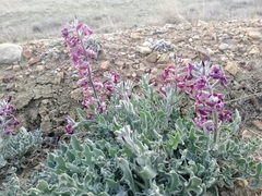 Matthiola odoratissima