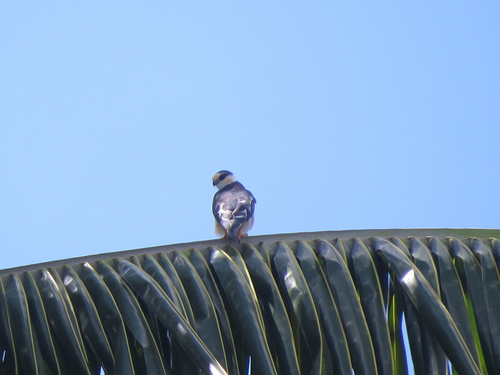 Pearl Kite