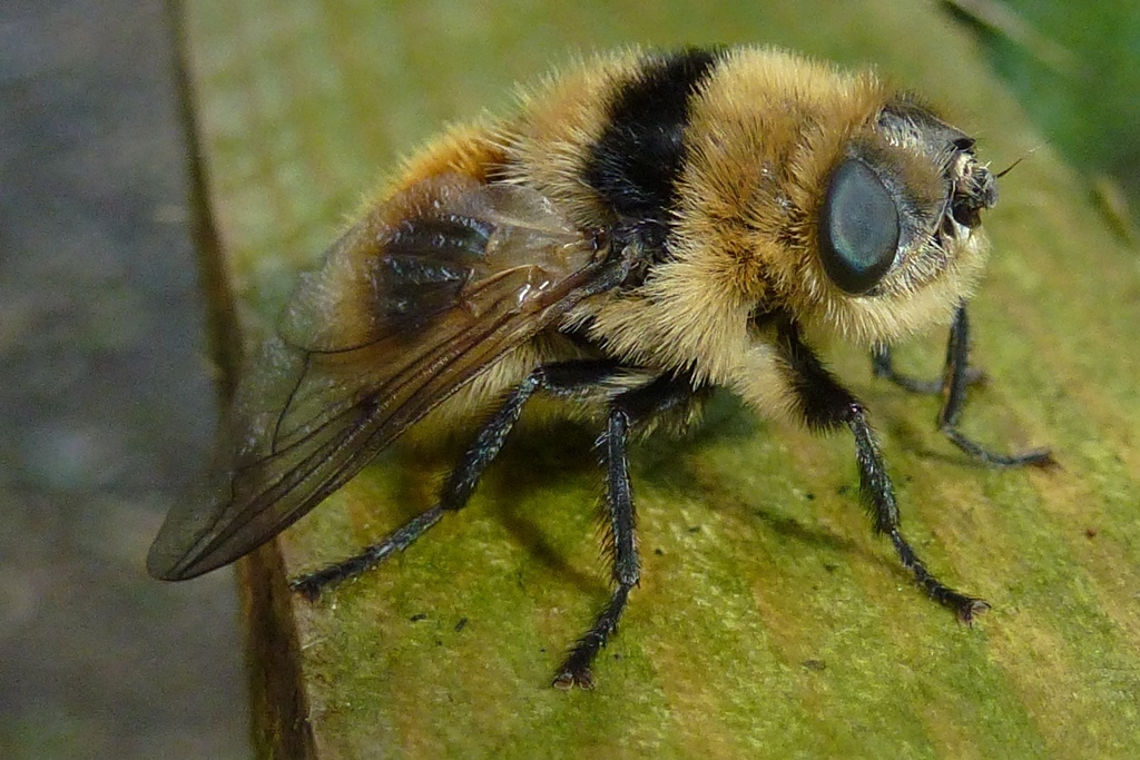 Deer Nose Bot Fly - Cephenemyia 