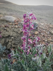 Matthiola odoratissima