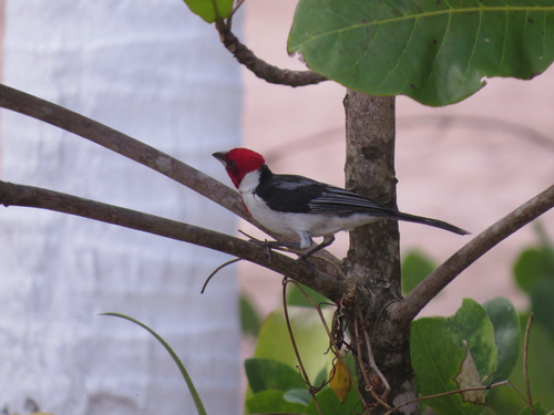 Red-cowled Cardinal