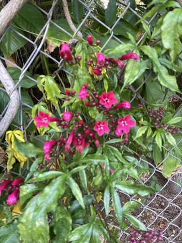 Ipomoea horsfalliae observed 2020-04-03