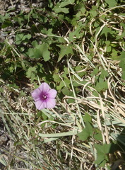 Ipomoea papilio