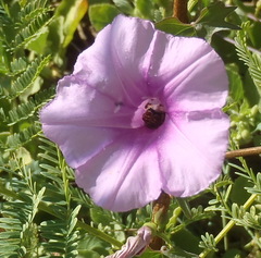 Ipomoea papilio
