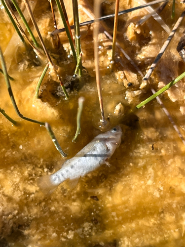 Railroad Valley Springfish