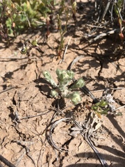 Diaperia verna verna