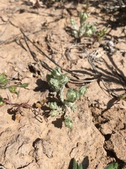 Diaperia verna verna