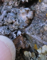 Punctelia stictica
