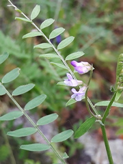 Vicia disperma