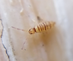 Entomobrya nigrocincta