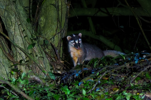 Formosan Ferret-badger
