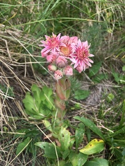Sempervivum caucasicum