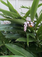 Alpinia nutans