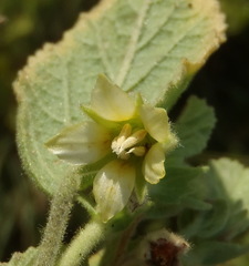 Hermannia burkei