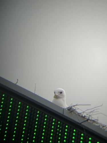 Short-billed Gull｜短嘴鸥 参考照片