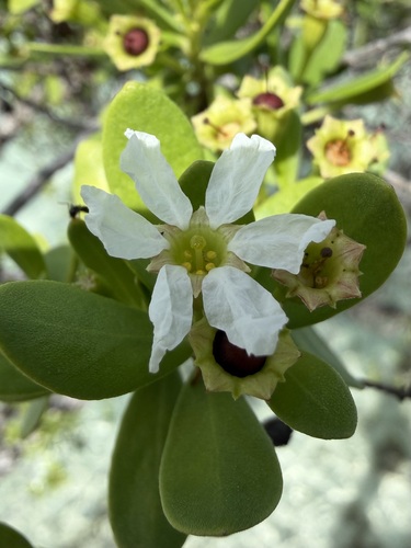 Pemphis acidula observed 2026-04-27