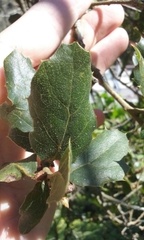 Quercus agrifolia agrifolia