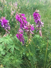 Hedysarum caucasicum