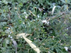 Stevia trifida