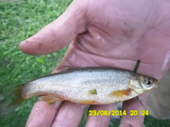 Rhynchocypris percnurus