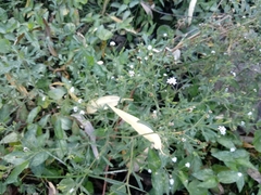 Stevia trifida
