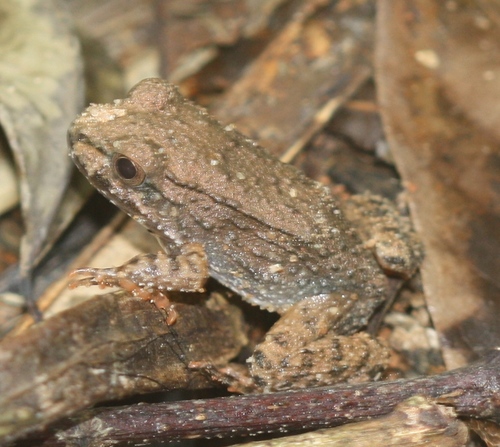 Leptodactylidae
