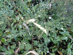 Stevia trifida
