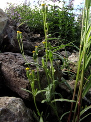 Senecio dubitabilis