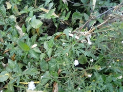 Stevia trifida
