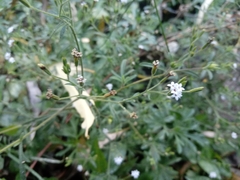 Stevia trifida