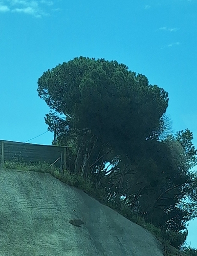 Avistamiento Pino piñonero (Doñana)
