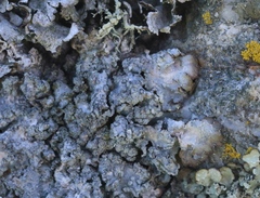 Punctelia stictica