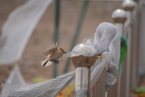 Ground Tit