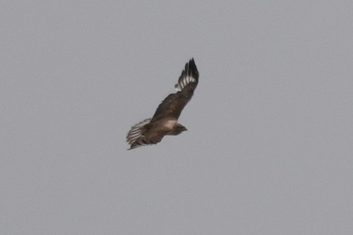 Upland Buzzard