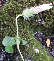 Trifolium incarnatum molinerii