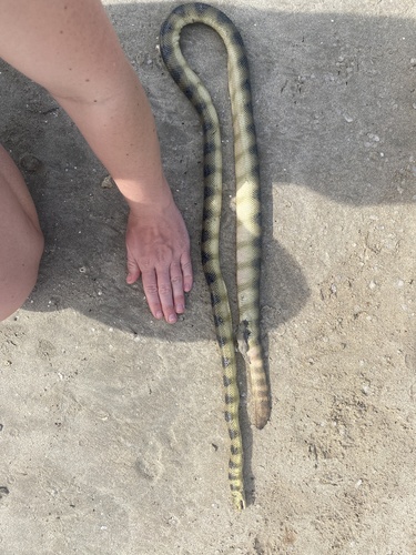 Hydrophis cyanocinctus observed 2026-05-07