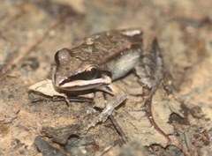 Leptodactylus didymus