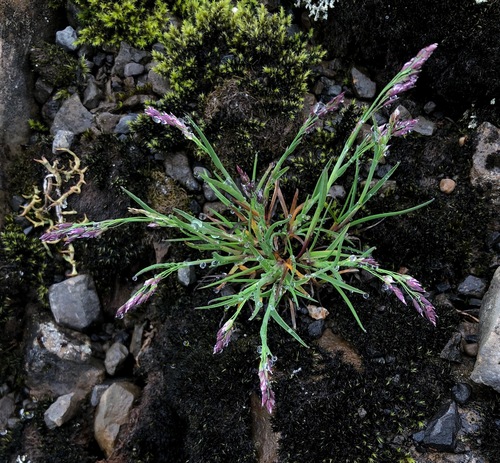 Image of Poa glauca by (c) desertnaturalist, some rights reserved (CC BY)