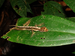 Anolis trachyderma