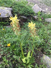 Pedicularis condensata