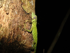 Anolis transversalis
