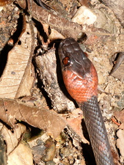 Siphlophis compressus